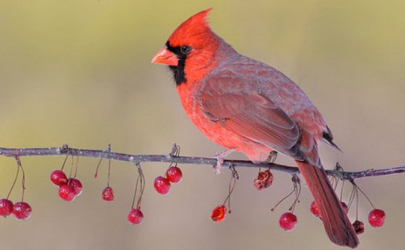 Eating Cardinals