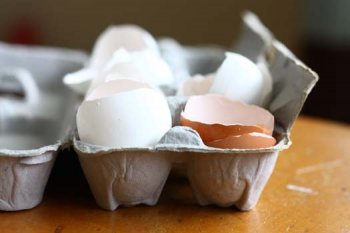 EggShells