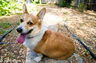 Mitzi, the Corgi