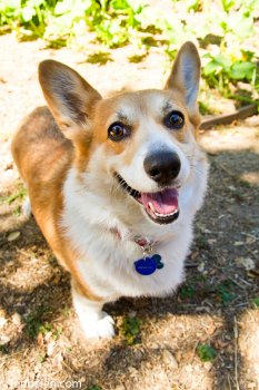 Mitzi, the Corgi